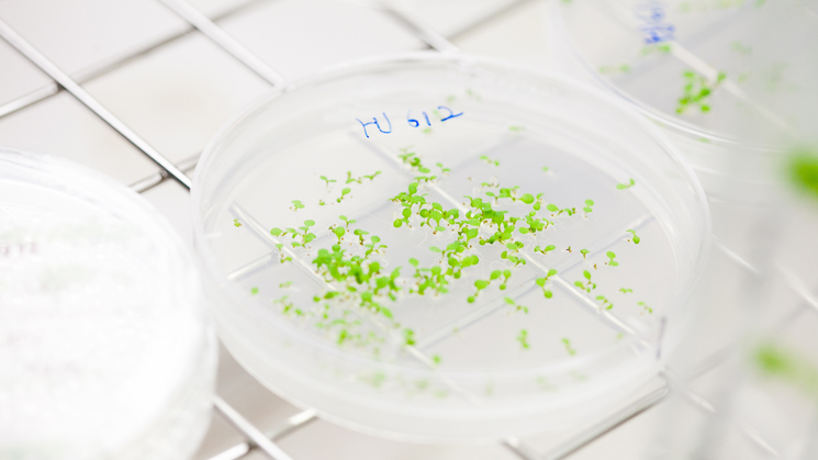 In vitro-odling i Biocentrums odlingskammare vid SLU i Uppsala.