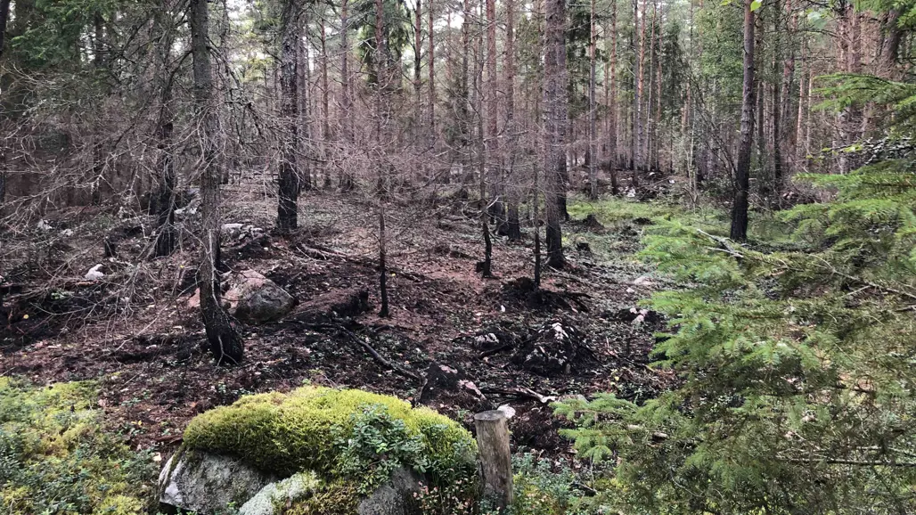Bränd skog