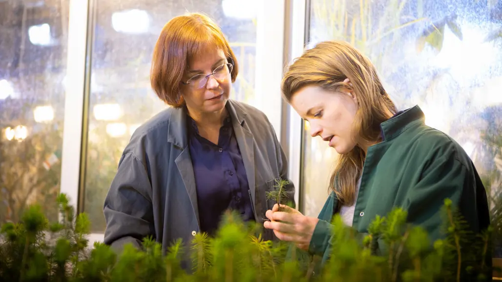 Two women by spruce seedlings. Photo.