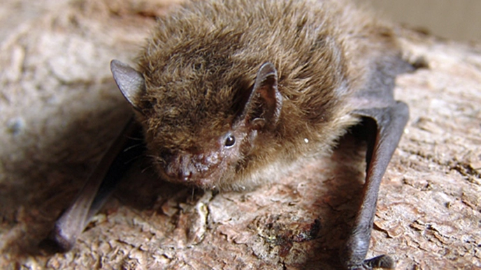Trollpipistrell - en liten fladdermus