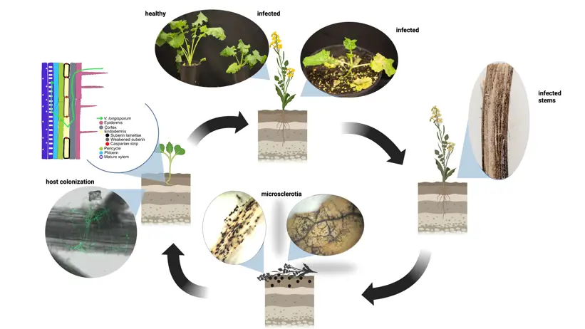 An illustration with arrows over a cyclical process.