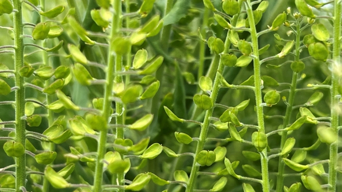 Closeup on plant with many, flat seeds