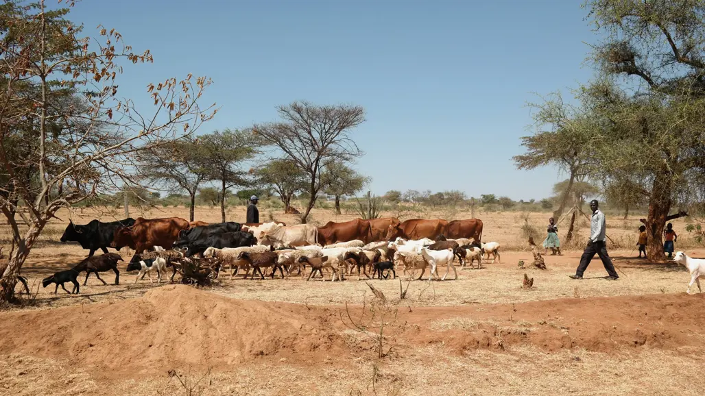 Kenyanska boskapsskötare flyttar på sitt boskap.