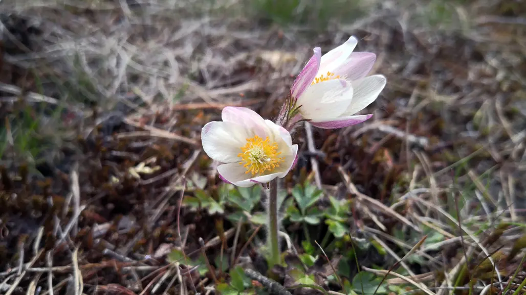 Två rosa blommor. Foto