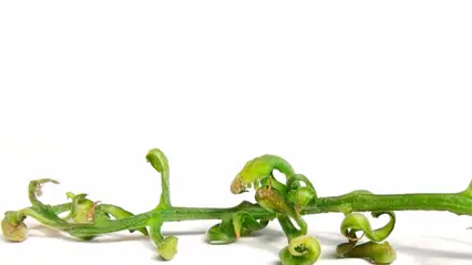 Tomatkvist med skador efter pyralider, skrumpna blad.