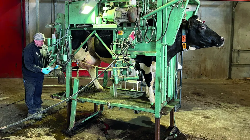Hoof trimming at the Swedish Livestock Research Centre