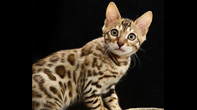 Foto av Bengalkatt mot svart bakgrund.