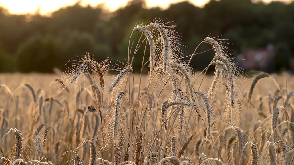 vete-natur
