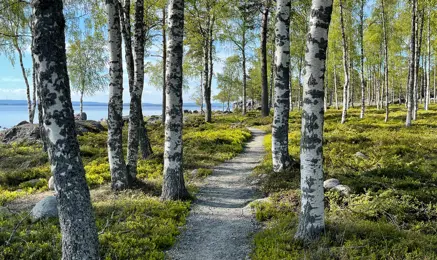 En stig nära vatten som går genom vårgröna björkar.
