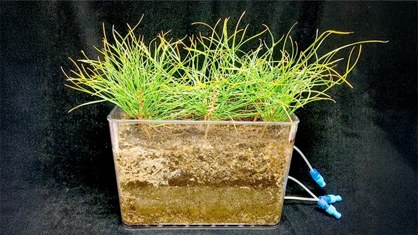 A jar of soil and a pine tree with a tube coming out of the jar. Photo.
