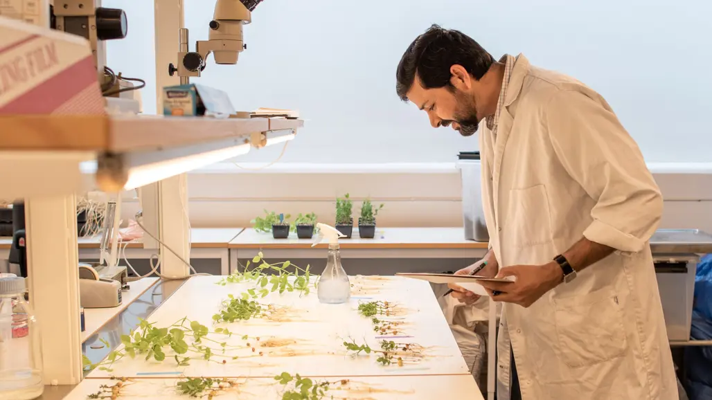 A man looking at plants in a laboratory. Photo.