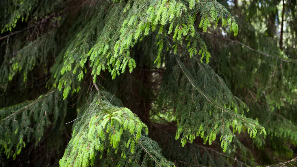 Granskott. Foto