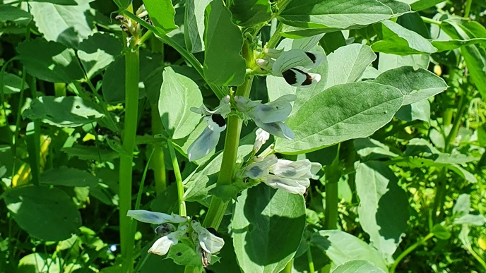 Part of a faba bean plant in close-up.