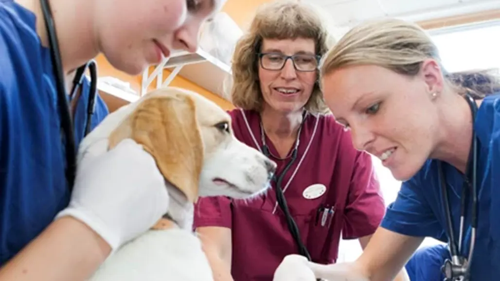 Veterinärer undersöker en hund på klinik.