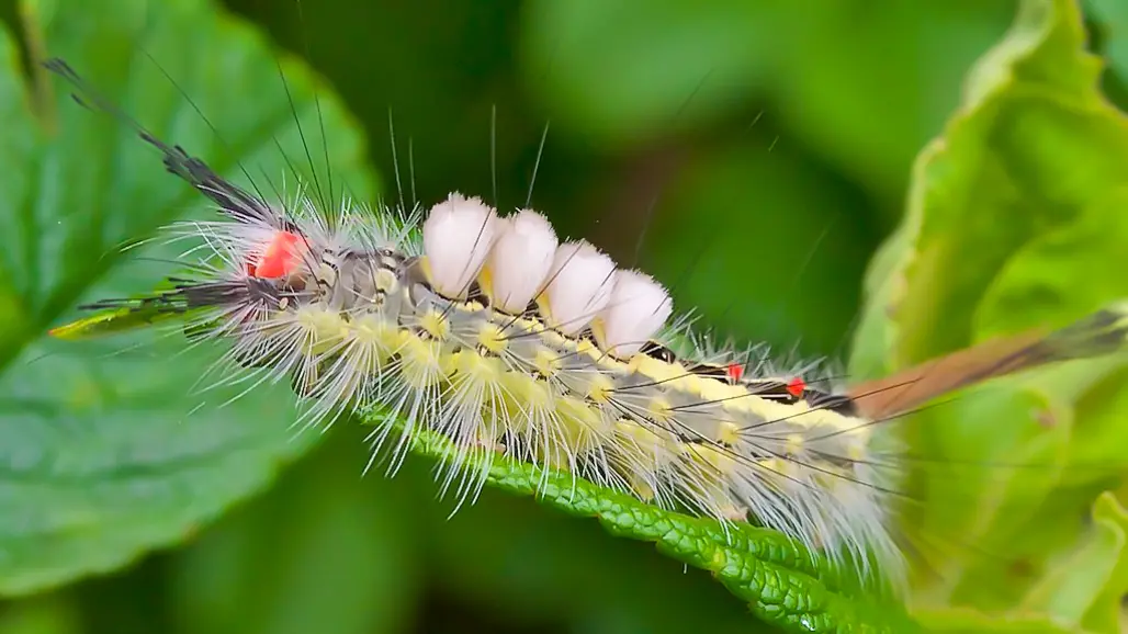 En taggig insektslarv på ett blad. Foto.