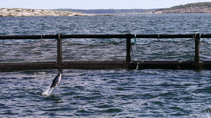 Fish jumping in a fish net cage.