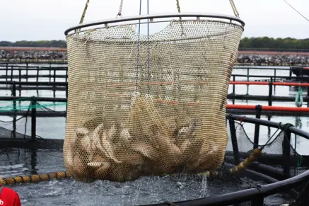 Netted fish being retrieved