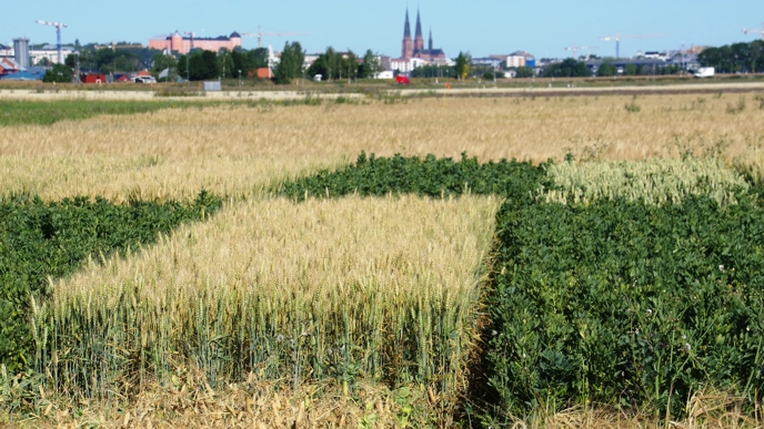 A field with cultivated plots. The silhouette of Uppsala in the background.