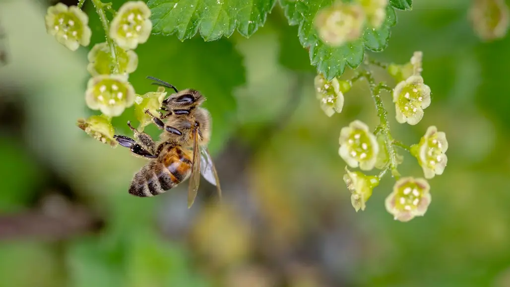A bee on a green flower. Photo.