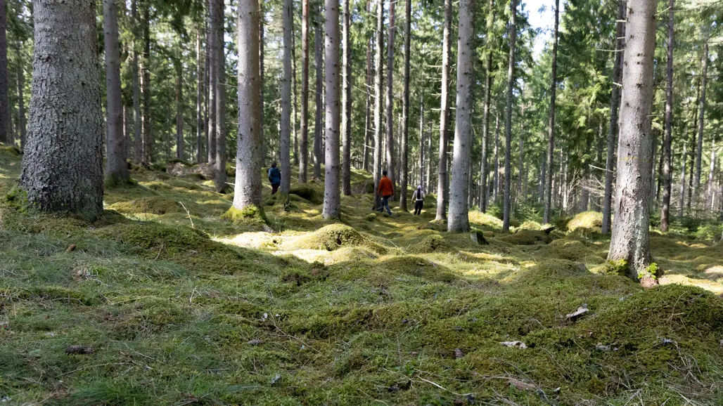 Skog. Foto.