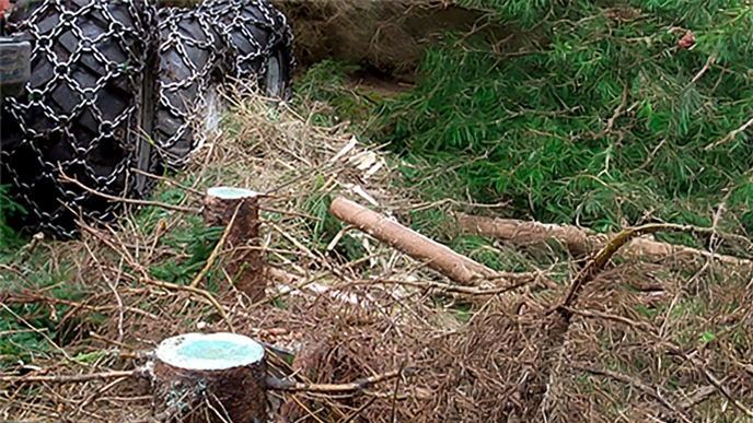 Stumps and a forestry machine. Photo.