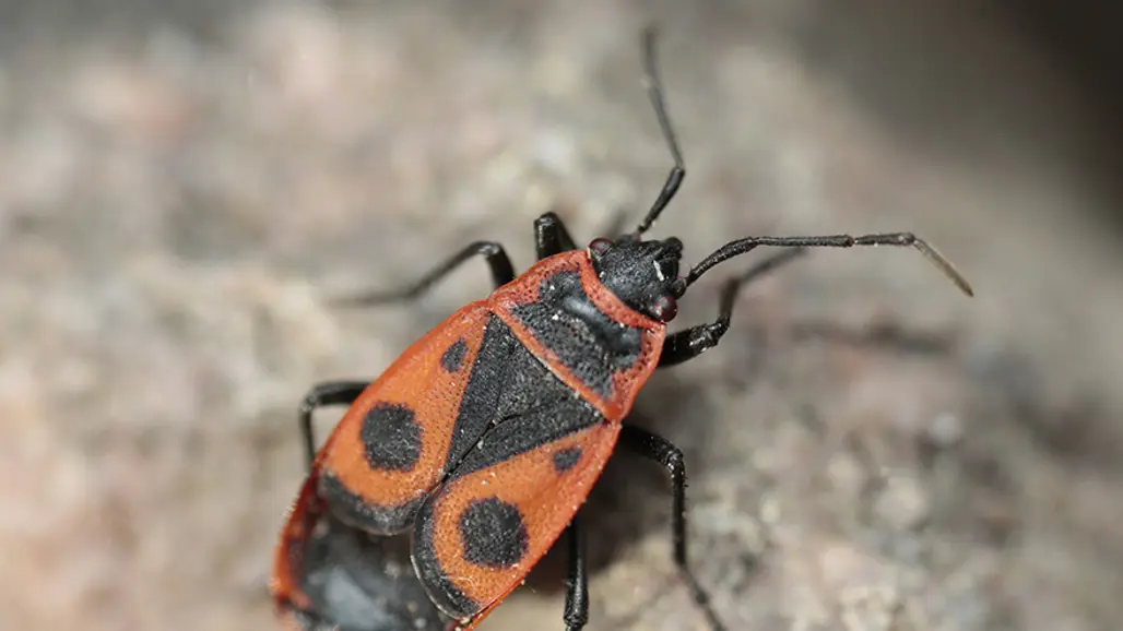 Orange-svart insekt på grå bakgrund. Foto