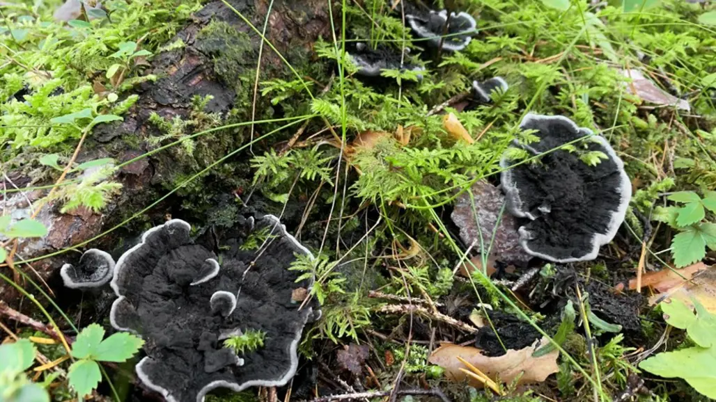 Svart taggsvamp tillhör artgruppen mykorrhizasvampar som gynnas av att träd lämnas kvar vid avverkning. Foto: Linda Vålberg, Skogsstyrelsen