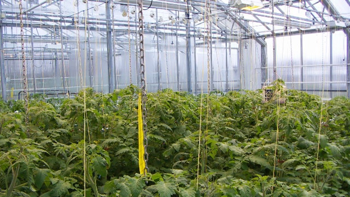 Tomatplantor. Forskning bedrivs på biologiska och biokemiska faktorer på rötter och i näringslösningen (hydroponiska system).