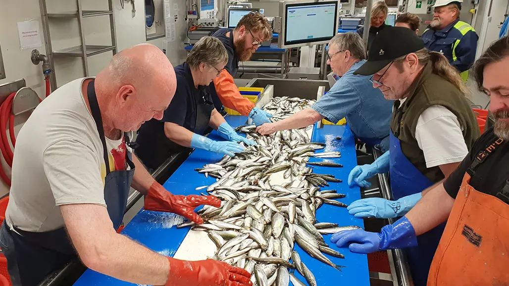 Personer sorterar fisk vid ett löpande band