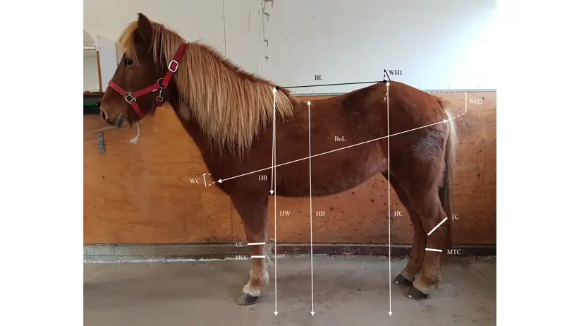 Foto av häst med illustrerade mått för mätning uppritat.