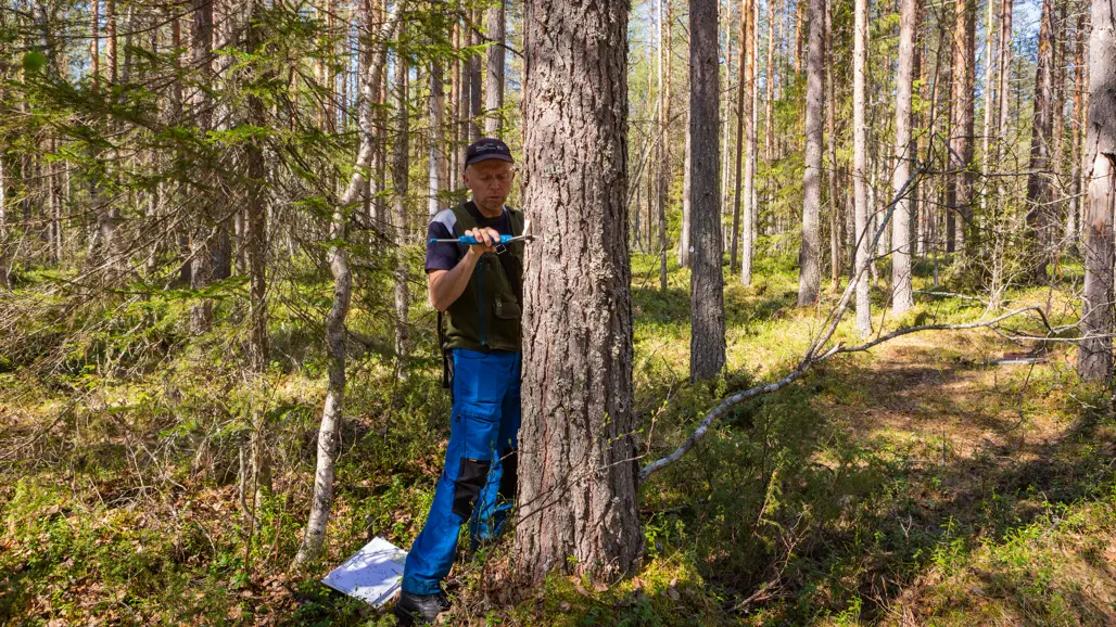 En man mäter ett träd vid brösthöjd