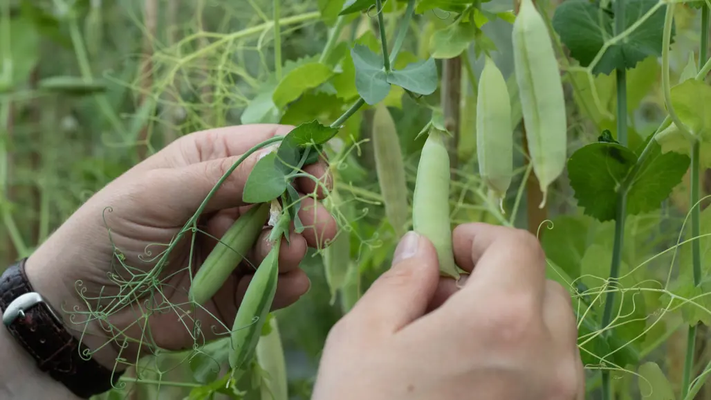Hands holding a pea pod on a plant in a greenhouse.