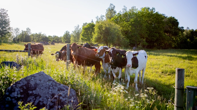 Foto av en flock mjölkkor utomhus under sommaren.