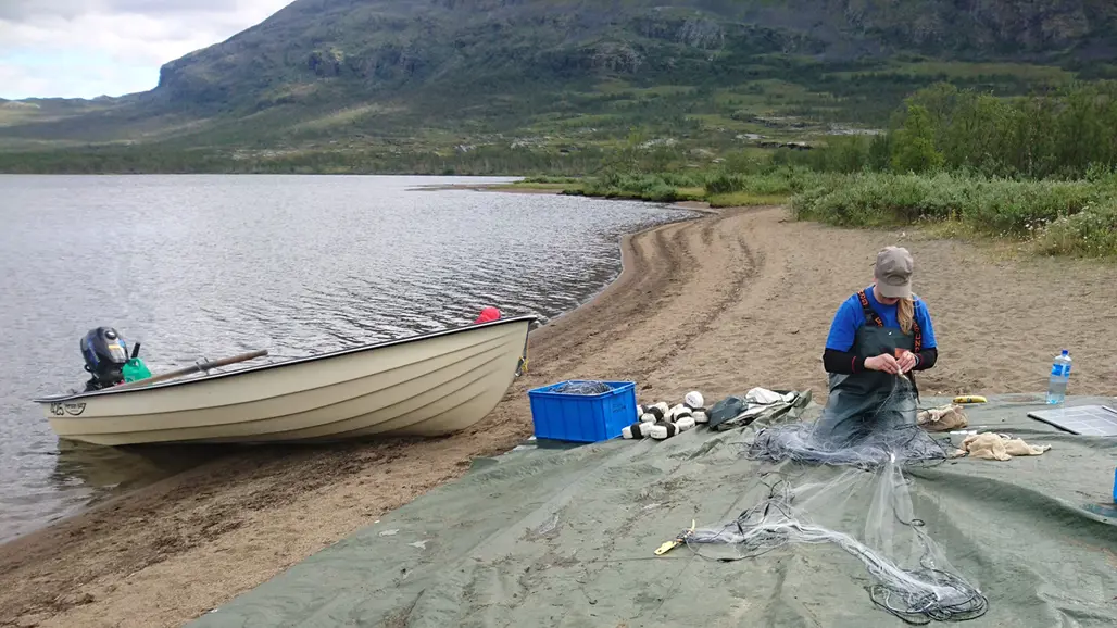 Kvinna plockar ur fiskenät vid fjällsjö