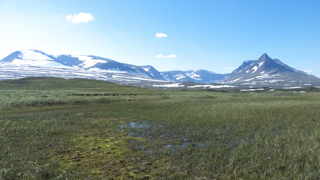 Grönt i förgrunden, fjäll i bakgrunden. Foto