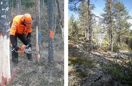 Bild vänster: Nästan 1200 tallar har under hösten 2019 katats eller ringbarkats i experimentet. :Bild höger: Insektsfälla i hällmarkstallskog.