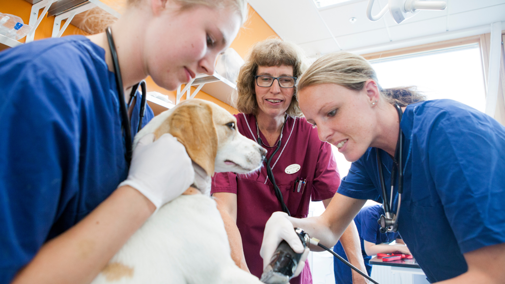 Three people wearing medical clothing, shaving a dog's leg.