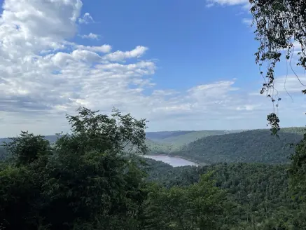 Parana forests