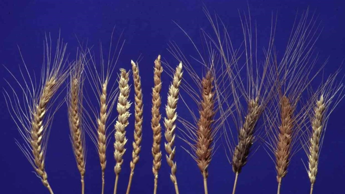 Ears of grain from eleven different types of cereals.