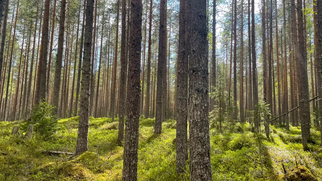 Forest.