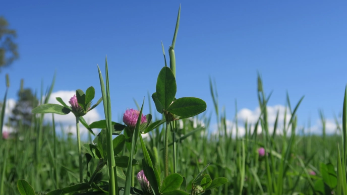 Close up photo of red clover and timothy.