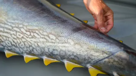 blåfenad tonfisk fena