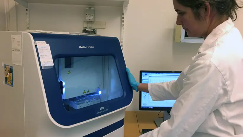 Med FiskGen:s ”genetic analyzer” fragmentanalyseras 96 prover åt gången. Analysen visar vilken kombination av så kallade alleler (varianter av ”gener”) som respektive studerad individ bär på.