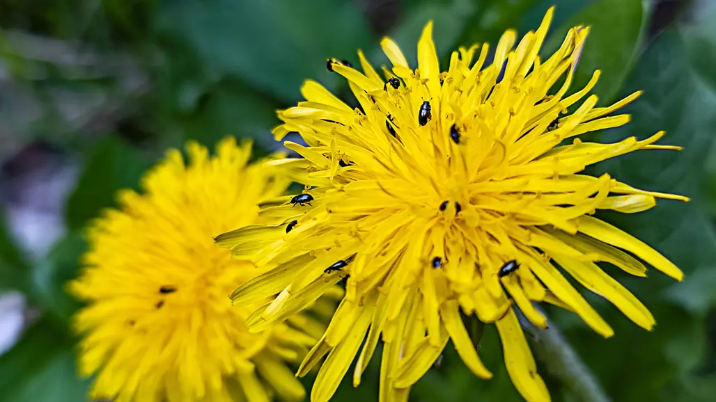 Små svarta insekter på gul blomma. Foto