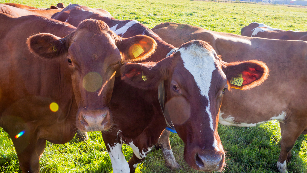 Close-up of two brown cows standing on lawn.