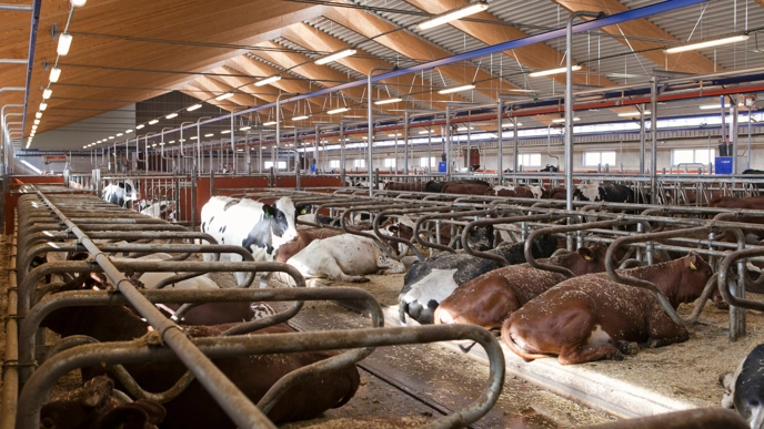 The picture shows the inside of a cowshed