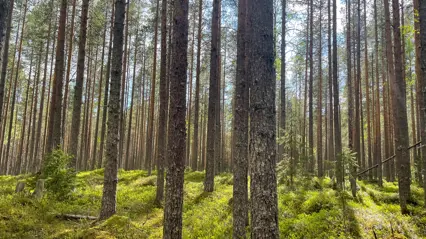 Pine forest with sparse undergrowth in sunlight.