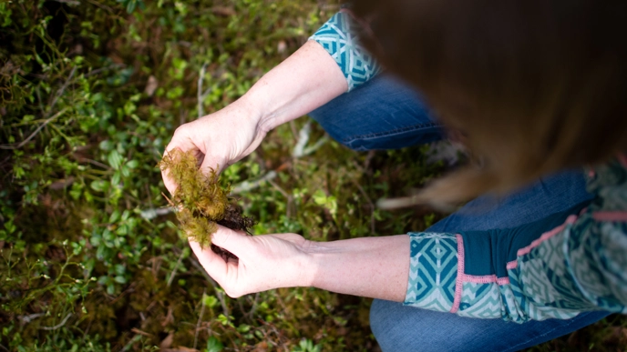 A person holds moss. Photo.