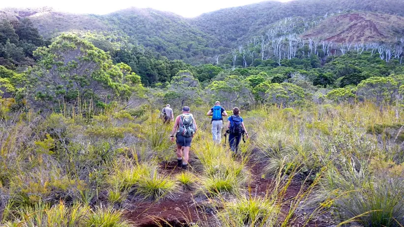 Four people from behind hiking in a mountainous environment. Photo.
