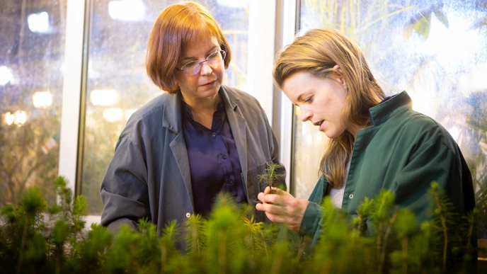 Two women with small spruce seedlings. Photo.